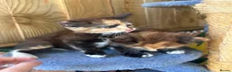 Mixed Breed cats for sale: Ginger and tortoise  kittens  - Advert 15