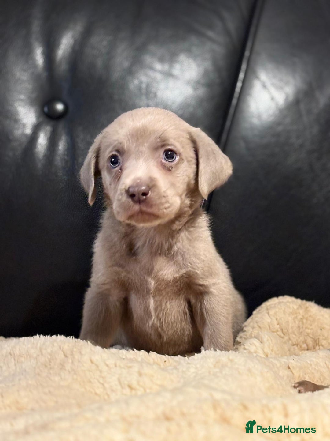 Labrador Retriever dogs for sale: Beautiful litter of sliver  Labrador puppies - Advert 2