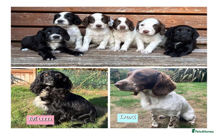 Sprocker dogs - Advert 1