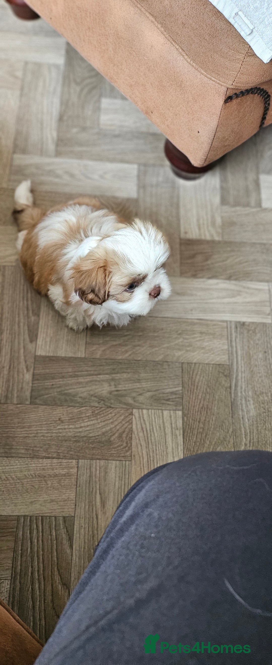Mixed Breed dogs for sale: 4 beautiful little puppies chihuahua/shih tzu X - Advert 27