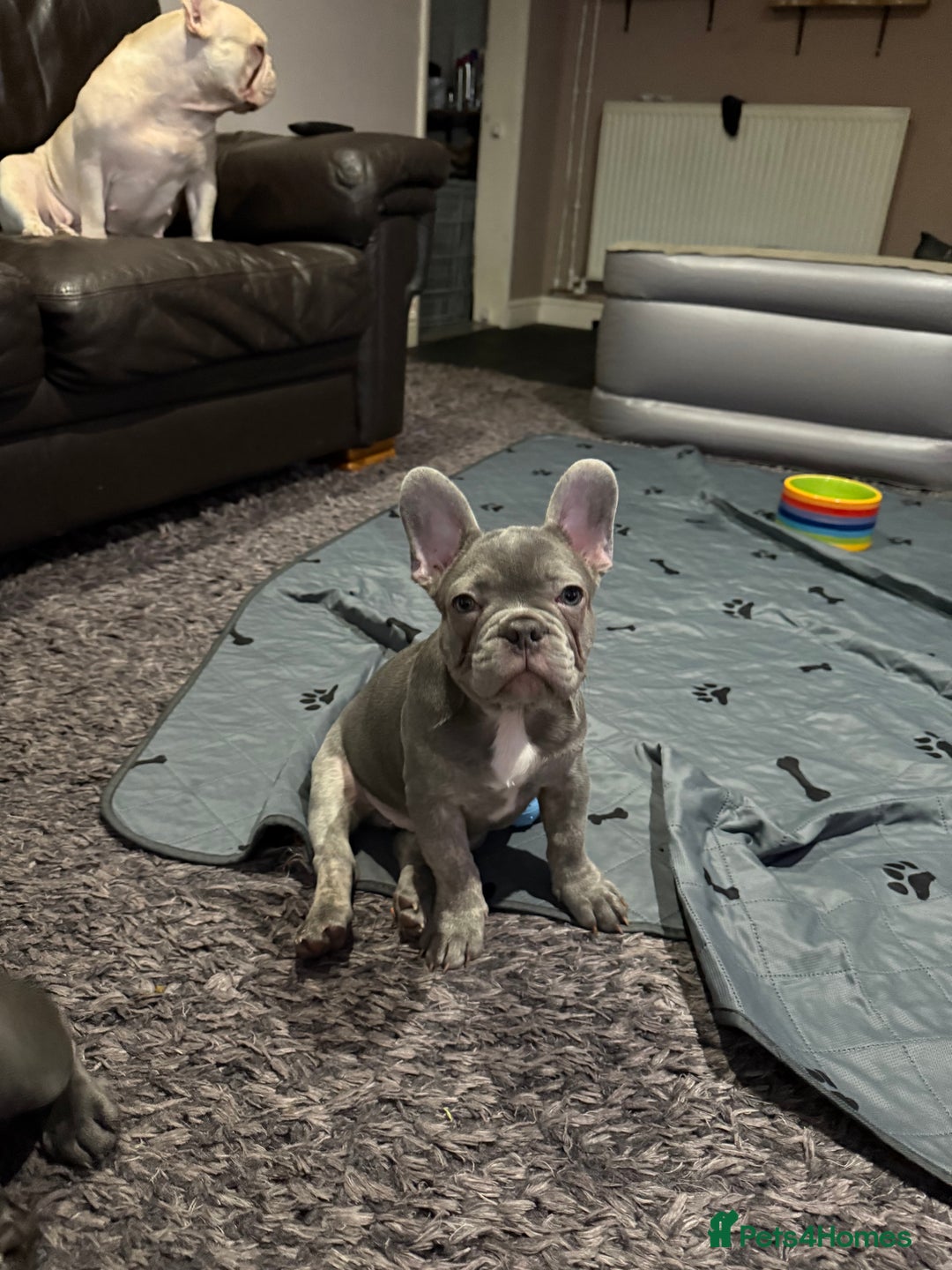 French Bulldog dogs for sale: Frenchie puppies for forever homes  - Advert 4