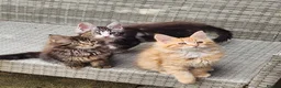 Maine Coon cats for sale: Maine Coons Ready Now!! 4 male 1 female  - Advert 18