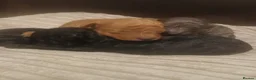 Toy Poodle dogs for sale: Beautiful litter of toy poodle pups 🐶 😍  - Advert 8