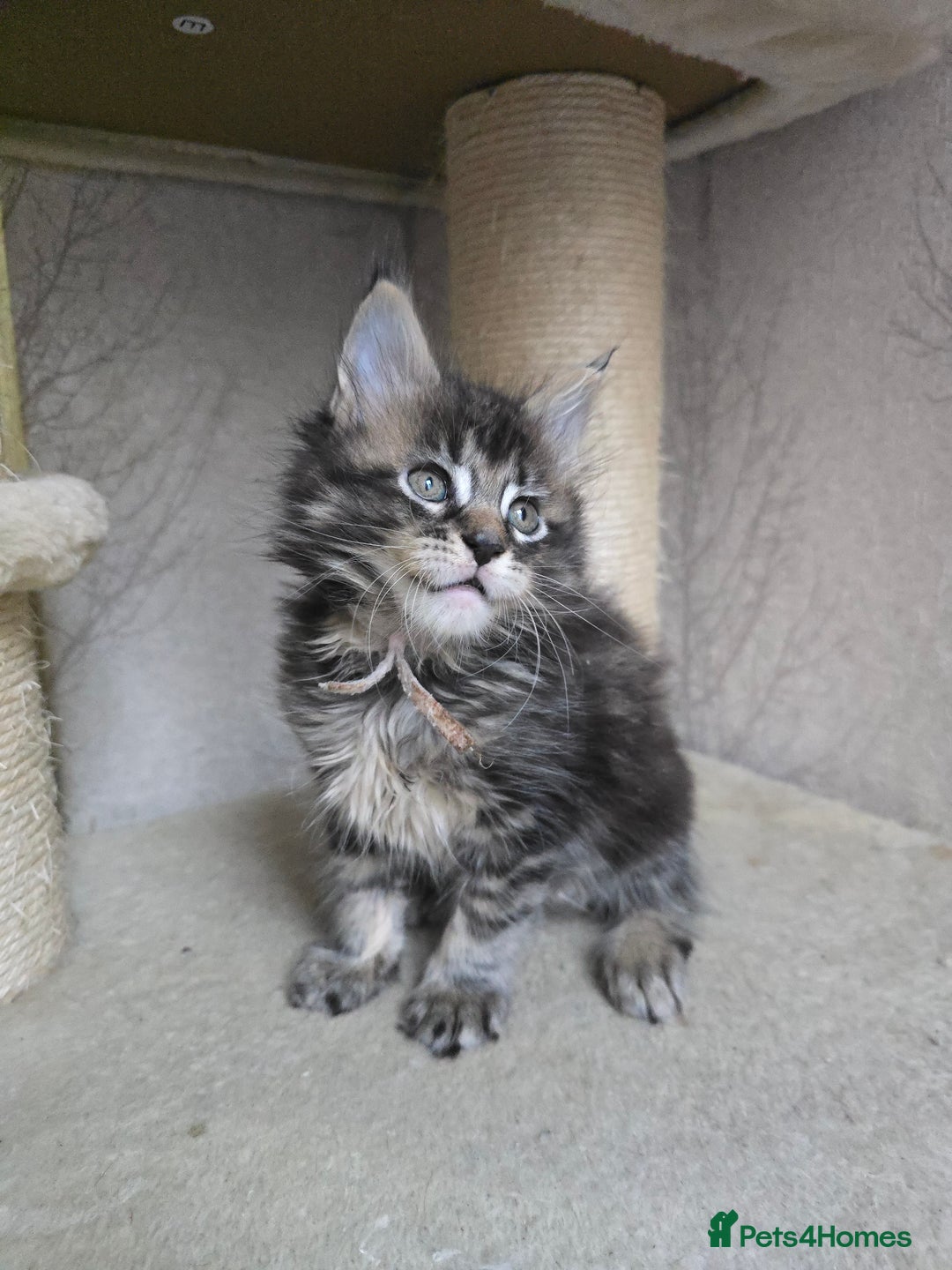 Maine Coon cats for sale: Beautiful TICA Pedigree Maine Coon Kittens - Advert 13
