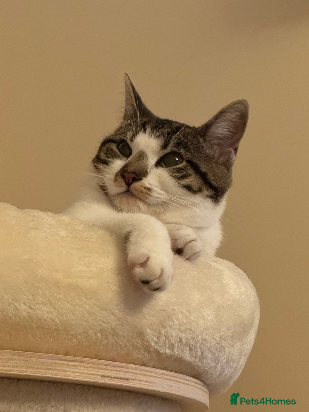 Domestic Shorthair cats for sale: Two Bonded Siblings for Sale - Advert 11