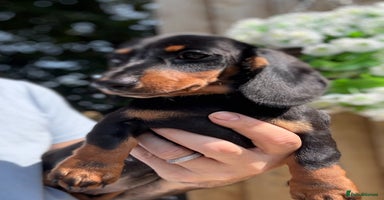 Miniature Dachshund dogs - Advert 4