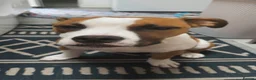 American Bulldog dogs for sale: American Bulldog 6 months old  - Advert 4