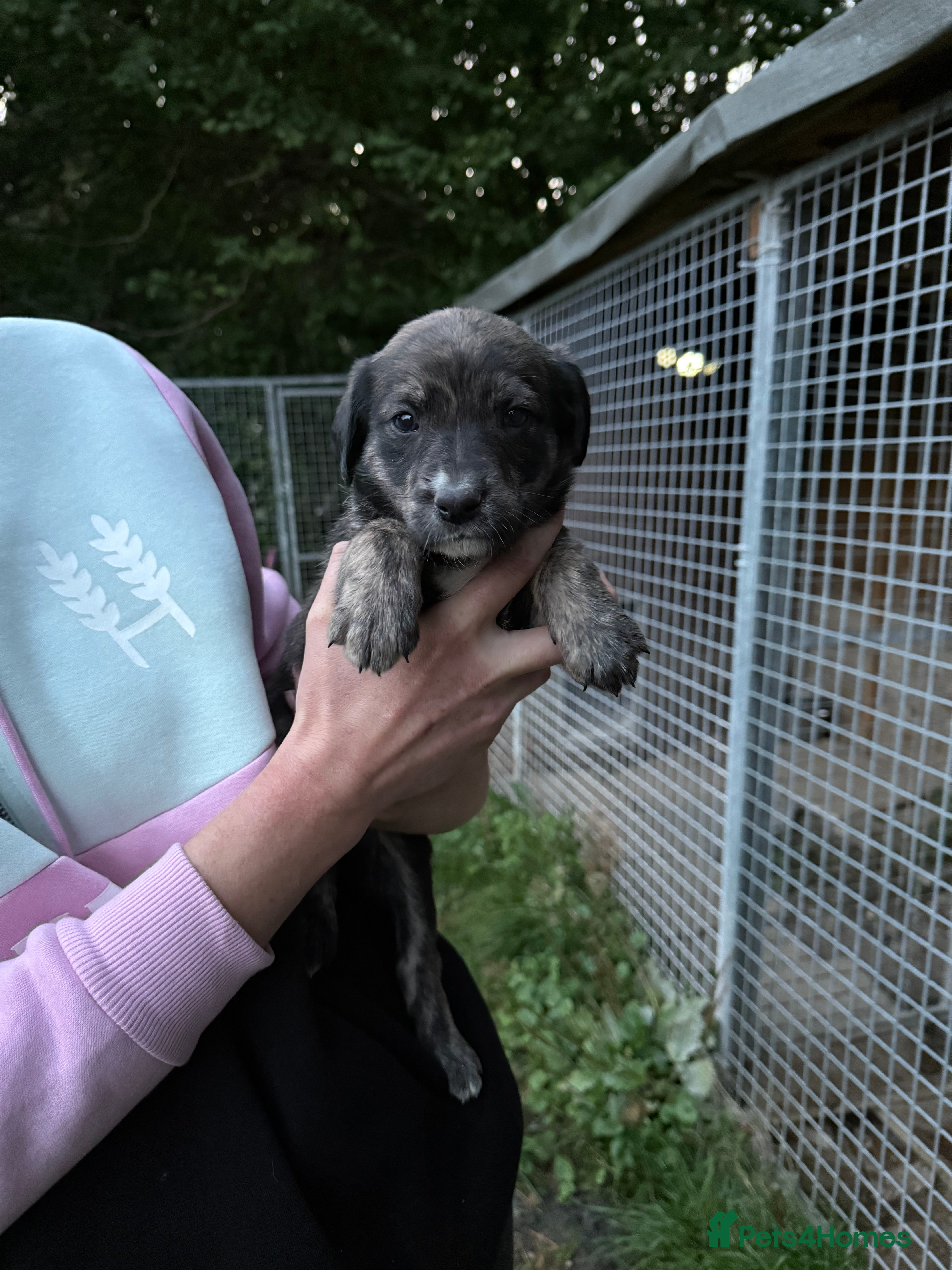 Lurcher dogs Bull lurcher puppies - Advert 4