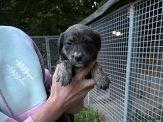 Lurcher dogs - Advert 32