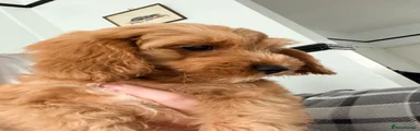 Cavapoo 4