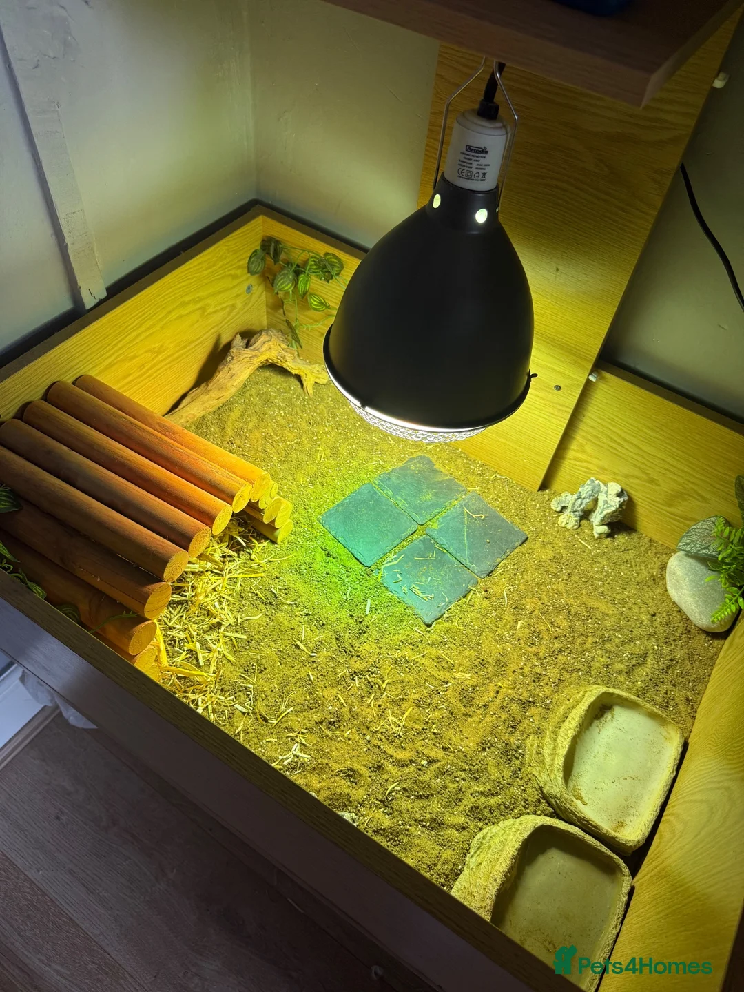Tortoise reptiles for sale: Horsefield Tortoise and enclosure  in Wallasey - Advert 4
