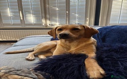 Mixed Breed dogs for sale: Beautiful Bella 🩷 - Image 1