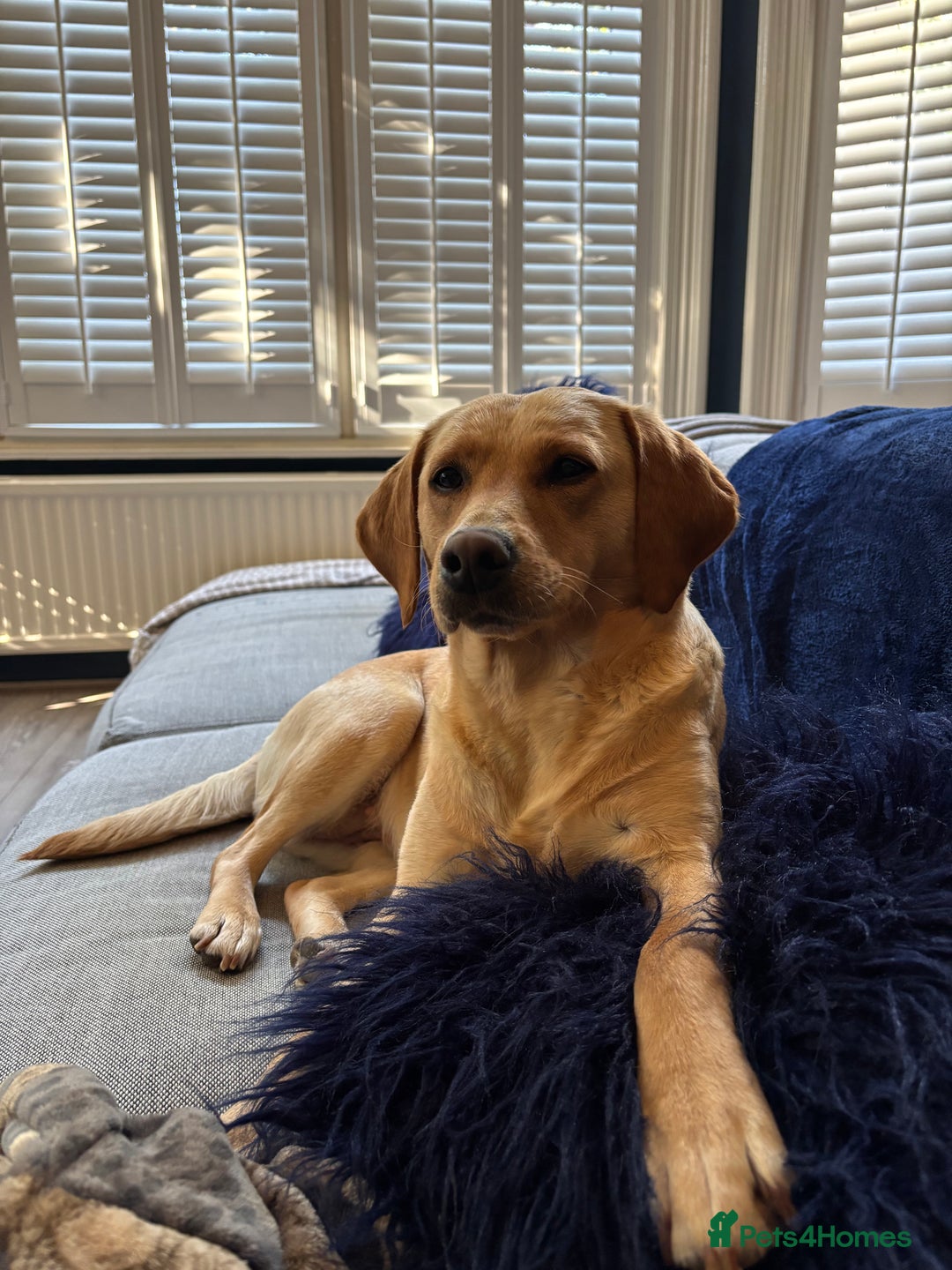Mixed Breed dogs for sale: Beautiful Bella 🩷 - Image 1