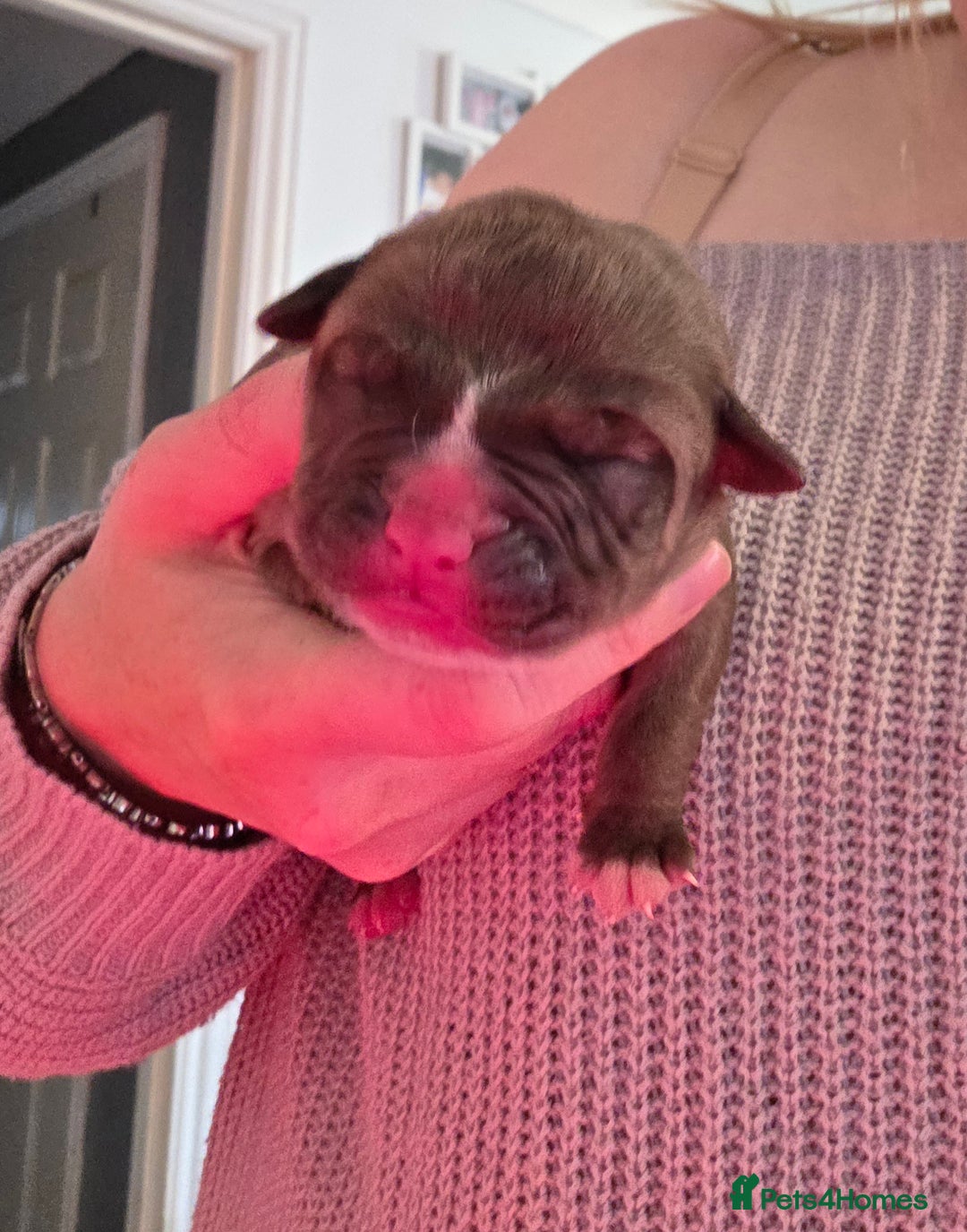 Boxer dogs for sale: Beautiful Boxer cross - Image 11