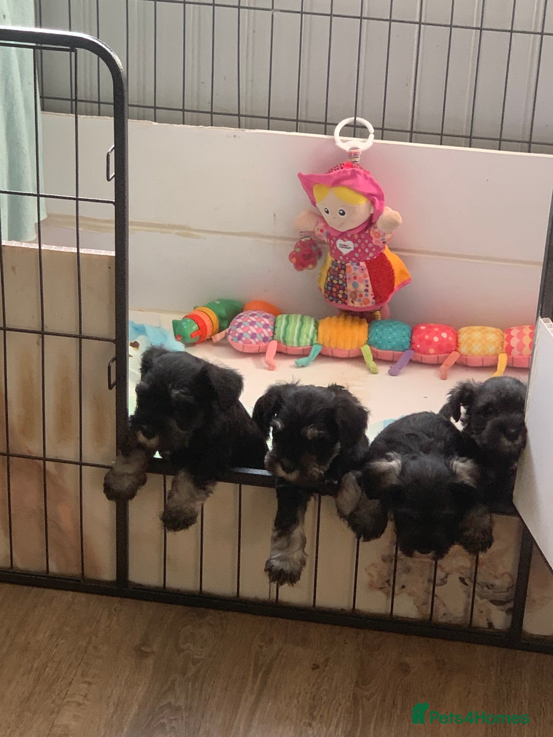 Miniature Schnauzer dogs for sale: Black/Silver & Pepper/Salt male /females - Image 4