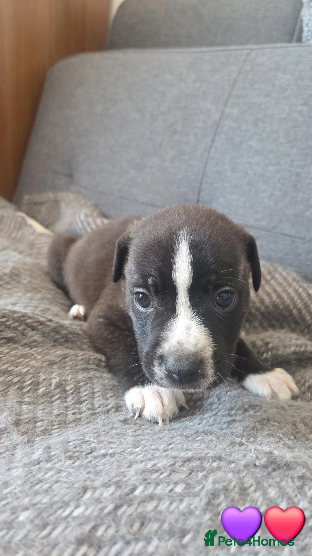 Mixed Breed dogs for sale: Staffy + cane corso  - Advert 2
