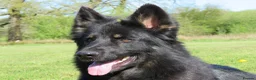 German Shepherd dogs for sale: German Shepherd Puppies For Sale - Advert 3
