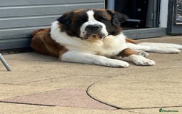Saint Bernard dogs for stud: Proven Rough coated saint bernard  in Nottingham - Image 1