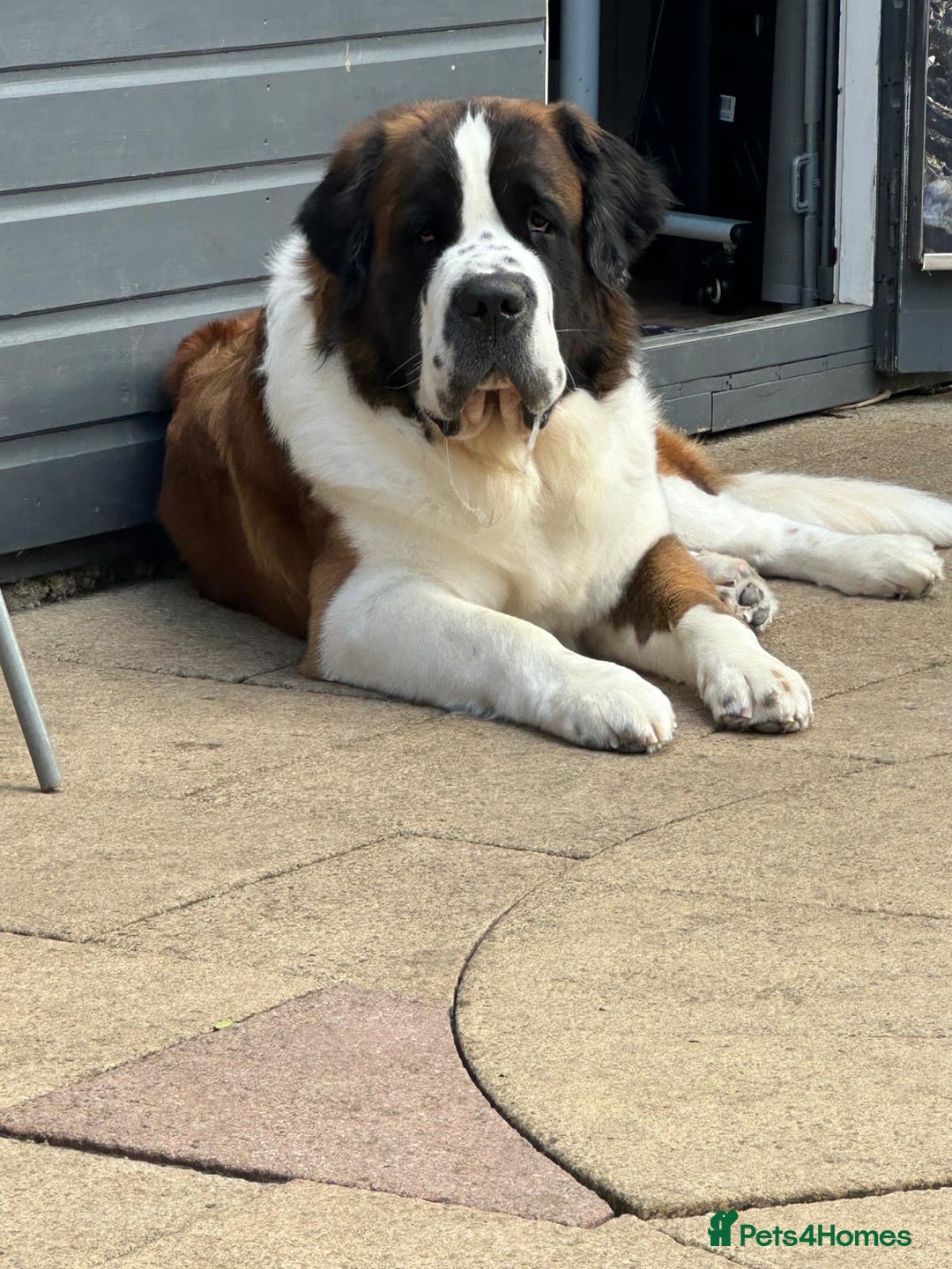 Saint Bernard dogs for stud: Proven Rough coated saint bernard  in Nottingham - Image 1