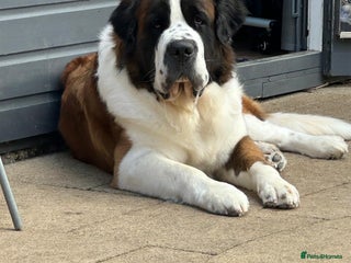 Saint Bernard dogs in Nottingham - Advert 1