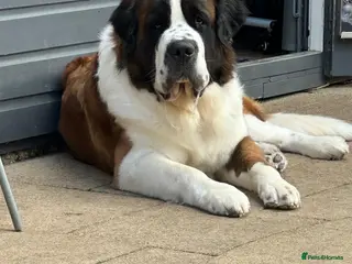 Saint Bernard dogs Proven Rough coated saint bernard in Nottingham - Advert 2