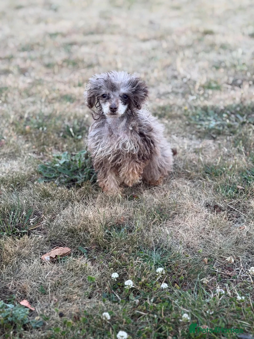 Toy Poodle dogs for sale: Beautiful toy poodle puppies  - Advert 4