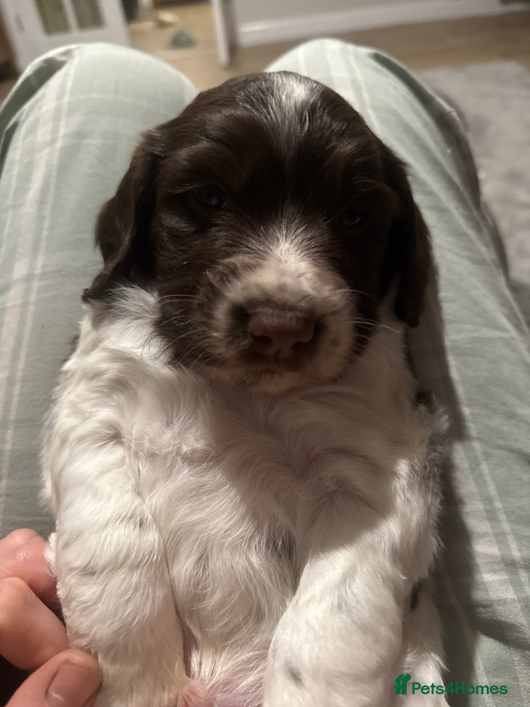 Sprocker dogs for sale: Exceptional F1B Sprocker puppy-male  - Advert 19