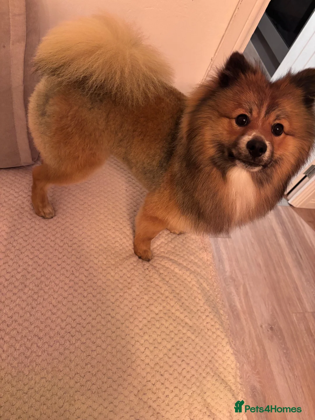 Pomeranian dogs for sale: 1 year old Pomeranian free for a loving home  in Sunderland - Advert 1