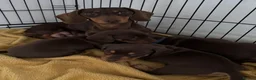 Miniature Dachshund dogs for sale: Pedigree Chocolate & Tan Miniature Dachshunds - Advert 5