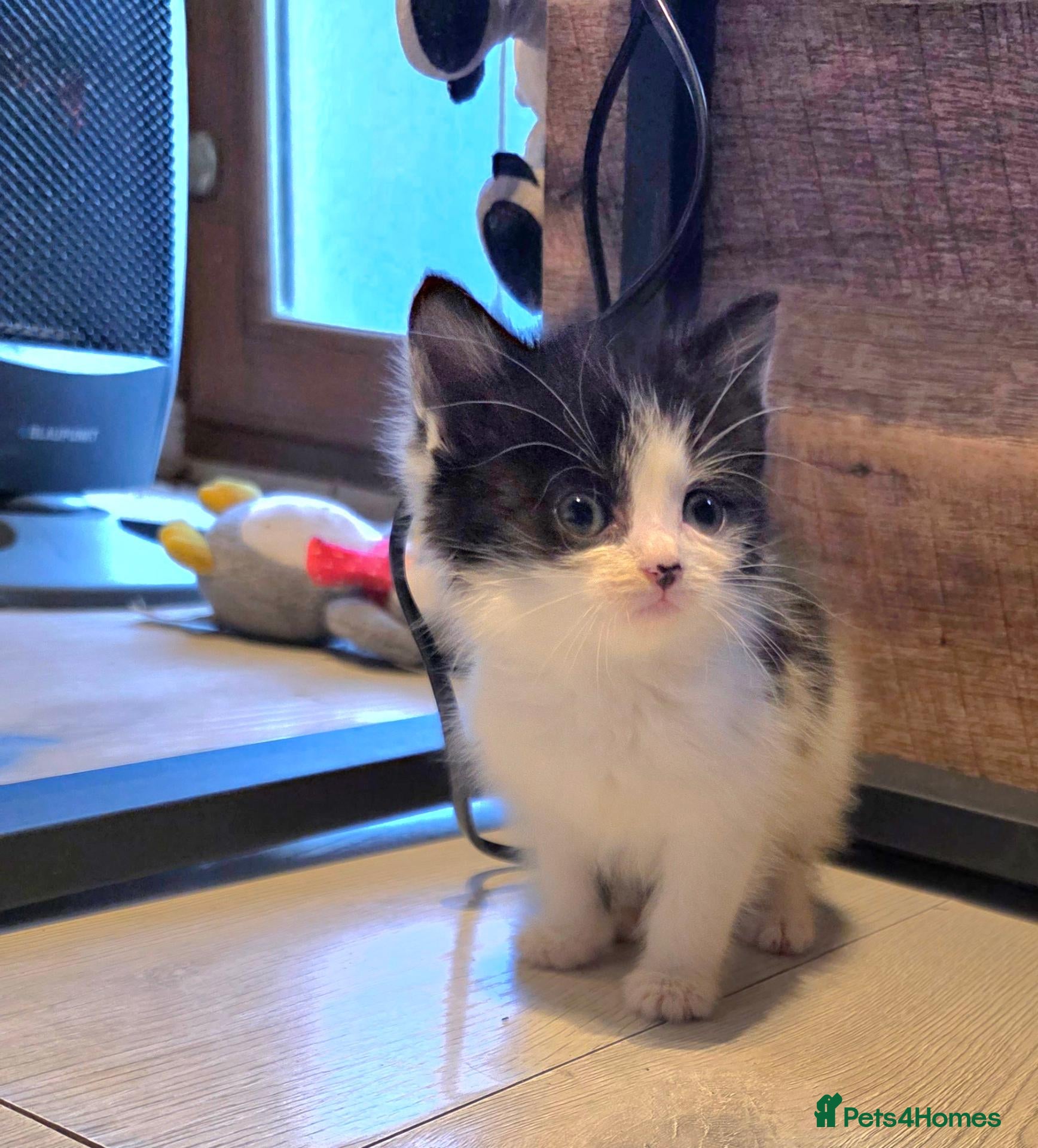 Mixed Breed cats Beautiful kittens for sale  - Advert 5
