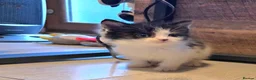 Mixed Breed cats for sale: Beautiful kittens for sale  - Advert 1