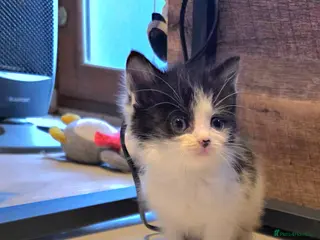 Mixed Breed cats Beautiful kittens for sale - Advert 5