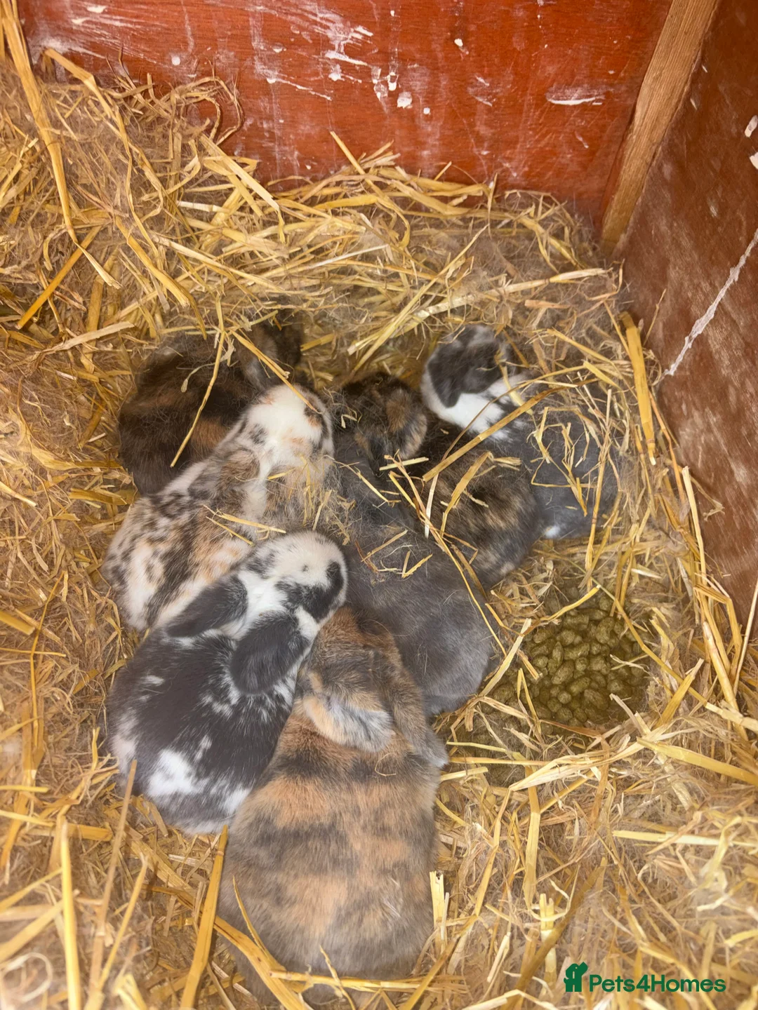 Mini Lop rabbits for sale: Mini Lops  - Advert 1