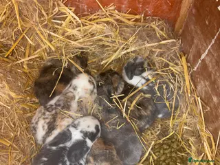 Mini Lop rabbits Mini Lops - Advert 1