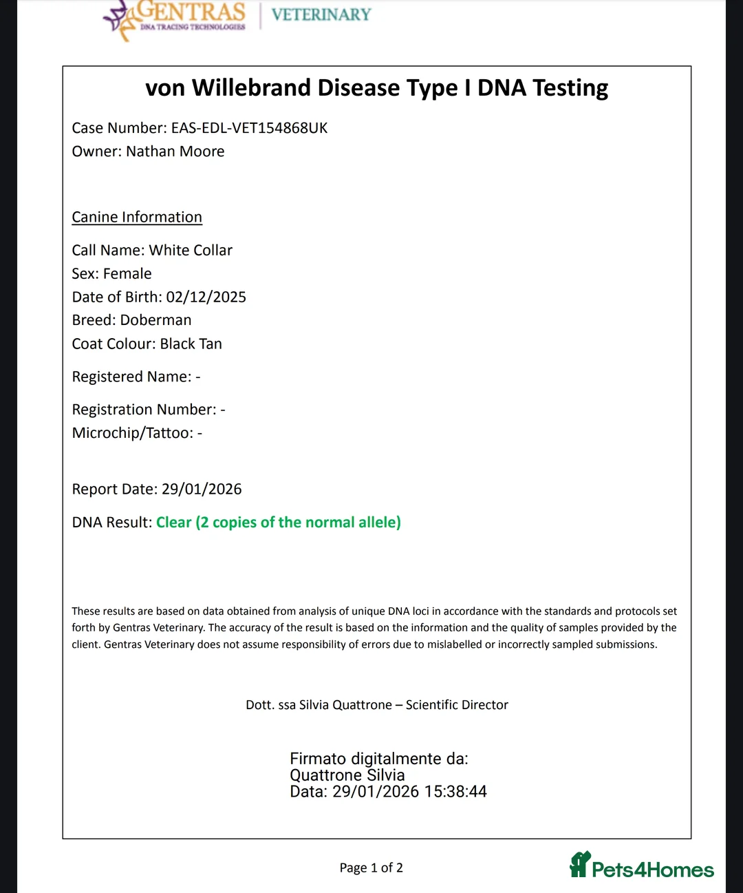 Dobermann dogs for sale: 4 EXCEPTIONALLY WELL BRED FEMALES ( REBEL X COLT) - Advert 10