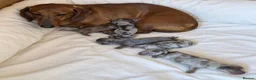 Dachshund dogs for sale: Outstanding litter of dachshunds - Advert 5
