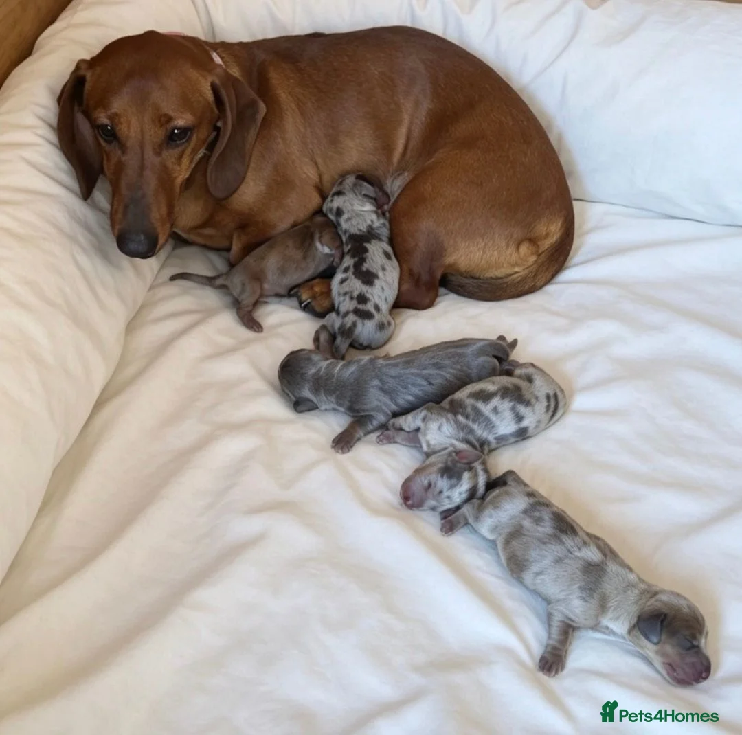 Dachshund dogs for sale: Outstanding litter of dachshunds - Advert 5