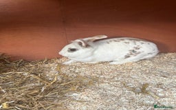 Mixed Breed rabbits for sale: 2 female rabbits  - Image 3