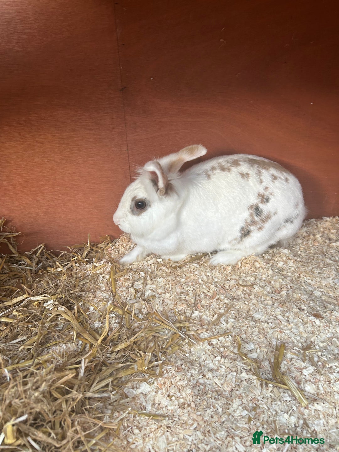 Mixed Breed rabbits for sale: 2 female rabbits  - Image 3