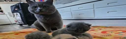 British Shorthair cats for sale:  Beautiful British Shorthair Kittens ✨🐾 - Advert 19