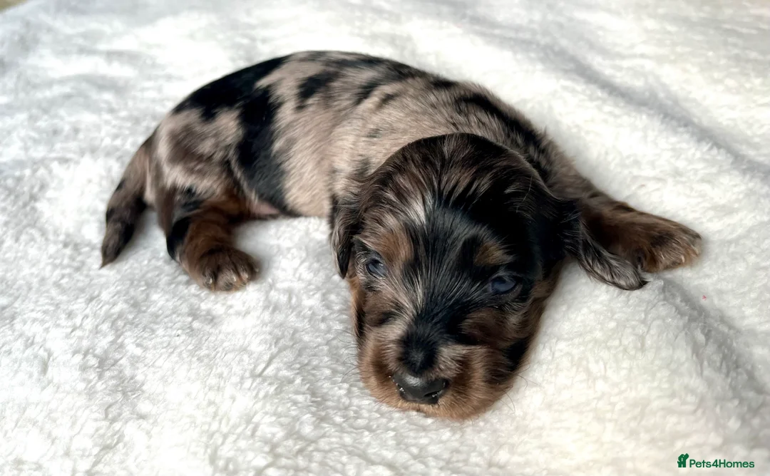 Miniature Dachshund dogs for sale: KC Long Hair Mini Dachshunds  - Advert 14