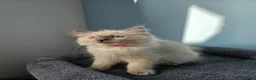 Ragdoll cats for sale: ❤️Beautiful RAGDOLL KITTEN ❤️ - Advert 29