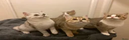 Munchkin cats for sale: Full Pedigree Munchkin Kittens - Advert 30