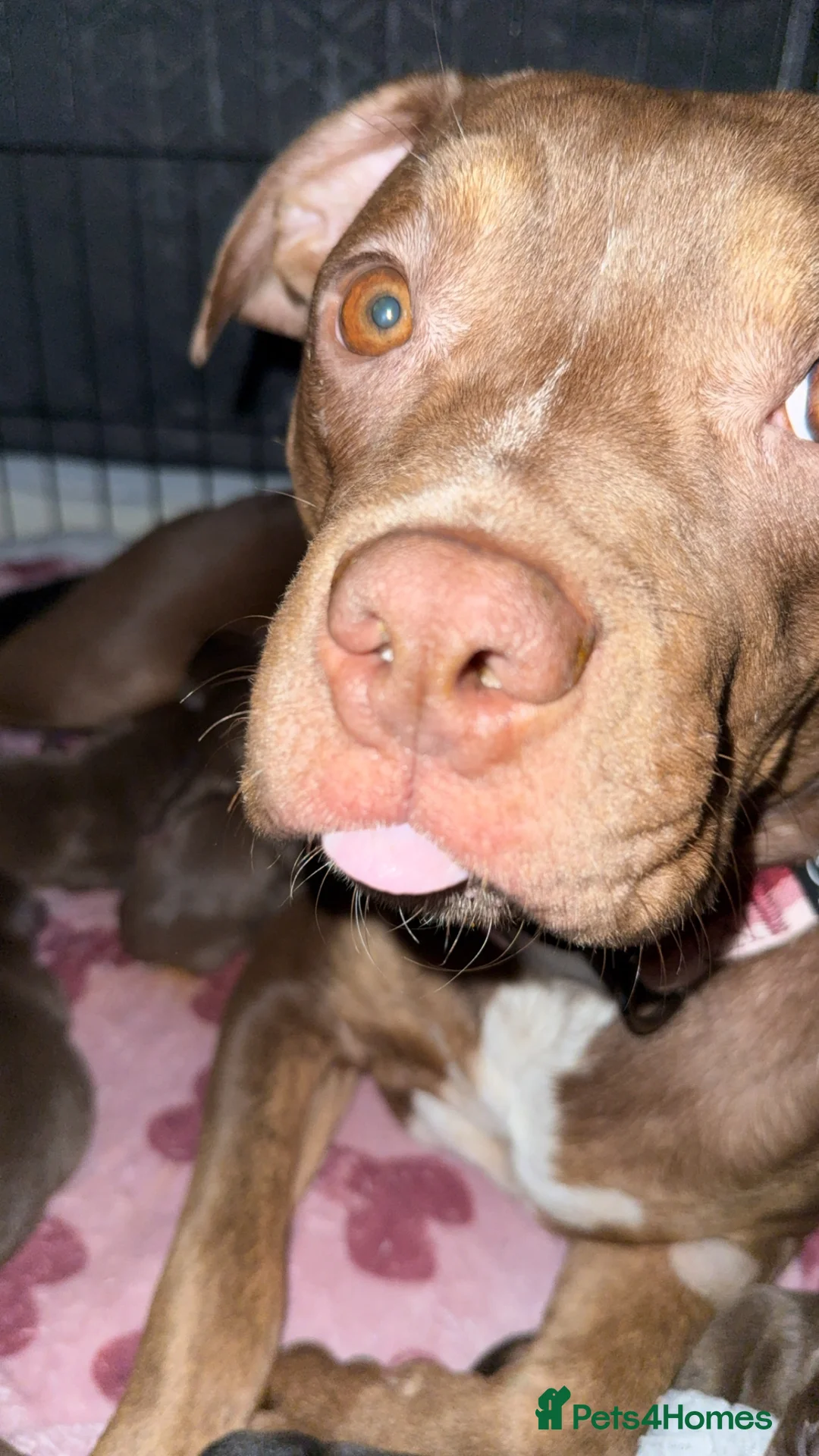 Mixed Breed dogs for sale: American bulldog cross Labrador  - Advert 5