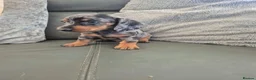 Miniature Dachshund dogs for sale: Dachshund pups - ready next week - Advert 22