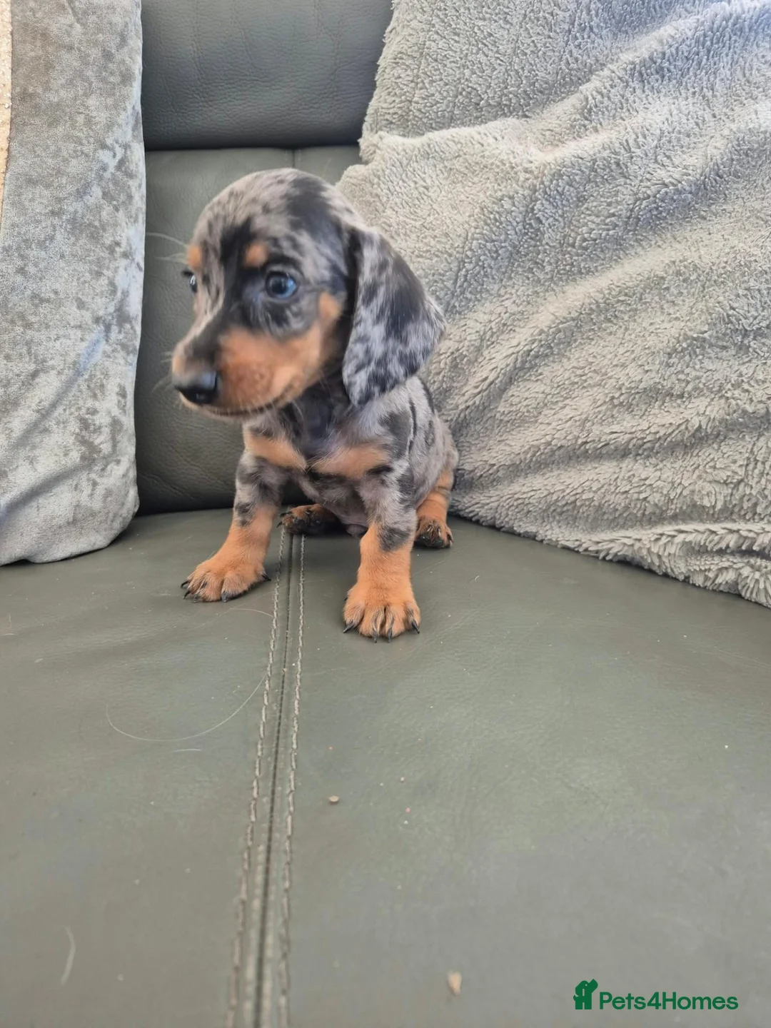 Miniature Dachshund dogs for sale: Dachshund pups - ready next week - Advert 22