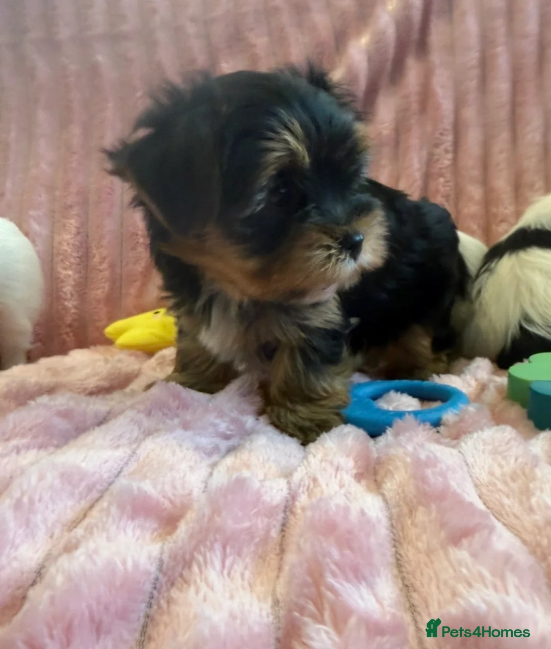 Yorkshire Terrier dogs for sale: Miniature Yorkshire Terrier Puppies  - Advert 5