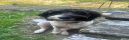 Mixed Breed dogs for sale: beautiful female cockapoo x springer spaniel in Stafford - Advert 4