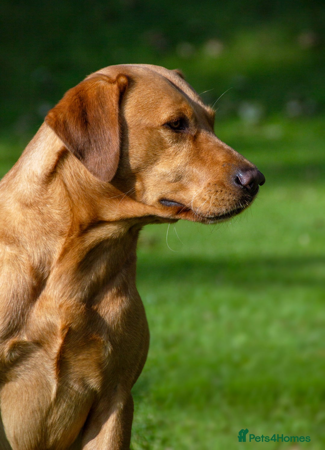 Labrador Retriever dogs for stud: Wiremoors Bram fox red Kc Reg & health tested dog - Advert 2