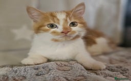 British Shorthair cats for sale: Ginger and white kittens  - Image 9